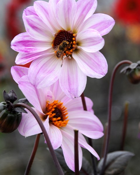 Dahlia Bishop of Leicester3